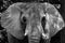 Grayscale portrait of an elephant