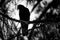 Grayscale of a raven perching on the branch in the forest - dark magical concept