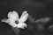 Grayscale selective focus shot of Liliaceae