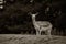 Grayscale selective focus shot of a white-tailed deer observing the forest