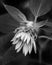 Grayscale shallow focus shot of a Thistle flower plant with leaves