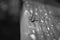 Grayscale shallow focus shot of tiny dragonfly on wooden surface