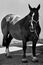 Grayscale shot of the beautiful horse standing on the ground