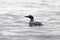 Grayscale shot of a Black-throated loon floating on the water surface