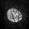 Grayscale shot of the blurring moon taken behind tree branches