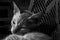 Grayscale shot of Brazilian shorthair cat