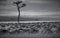 Grayscale shot of a confusion of wildebeests and zeal of zebras in a field in Masai Mara, Kenya