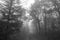 Grayscale shot of a dark mysterious forest with tall trees in fog