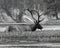 Grayscale shot of an elk with magnificent antlers treading a river at the Yellowstone National Park