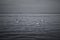 Grayscale shot of a flock of gulls flying over the sea