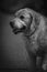 Grayscale shot of a golden retriever on blurred background