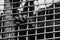 Grayscale shot of a gorilla in a cage