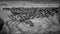 Grayscale shot of a group of wildebeests on a field in Masai Mara, Kenya