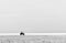 Grayscale shot of a guy riding beach buggy by the sea