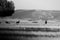 Grayscale shot of a herd of deer on the field of Cabaneros National Park in Montes de Toledo, Spain