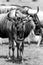 Grayscale shot of a herd of wildebeests in a field.