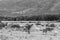 Grayscale shot of herds of a cow in the field near Zarza de Granadilla, Extremadura, Spain