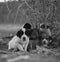 Grayscale shot of homeless puppies