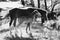 Grayscale shot of horses family eating greenery