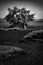 Grayscale shot of a leaning tree at the Crater of the Moon National Monument in Idaho