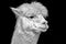 Grayscale shot of a llama on a black background