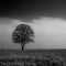 Grayscale shot of a lonely leafless tree in the middle of high grass field under cloudy sky