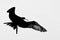 Grayscale shot of a magnificent flying frigate bird