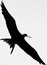 Grayscale shot of a magnificent flying frigate bird in the sky background