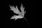Grayscale shot of a maple leaf isolated on a dark background