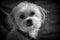 A grayscale shot of a Morkie dog looking at the camera