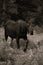 Grayscale shot o moose walking through grasses in the Rocky Mountain National Park, Colorado