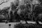 Grayscale shot of people walking and resting in a park with many trees
