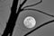 Grayscale shot of a round clear moon through tree branches