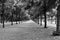 Grayscale shot of rows of trees in a park.