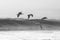 Grayscale shot of three big birds flying above the wavy ocean on a cloudy day