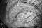 Grayscale shot of tree bark rings with the cross-section of a cut stump