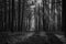 Grayscale shot of a walking trail through a gloomy forest