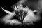 Grayscale shot of white beak sedge flowers on a blurred background