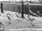 Grayscale shot of white cranes near a reflective lake