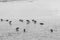 Grayscale shot of wood sandpipers (Tringa glareola) swimming in water