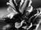 Grayscale studio shot of a pine cone on black background
