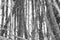 Grayscale thin trunks of forest trees in a caged pattern.