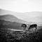 Grayscale of two cows peacefully grazing in a grassy field