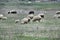 Grazed sheeps