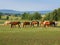 Grazer horses in Balaton uplands, Hungary