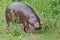 Grazes eats on green grass. pygmy hippo hippopotamus  is a cute little hippo