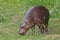 Grazes eats on green grass. pygmy hippo hippopotamus  is a cute little hippo