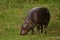 Grazes on fresh greenery and looks. cute plump Dwarf Liberian hippo hippo pygmy with touching muzzle on green grass