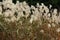 Graziella Maiden Grass miscanthus sinensis in autumn