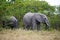 Grazing Africa elephants